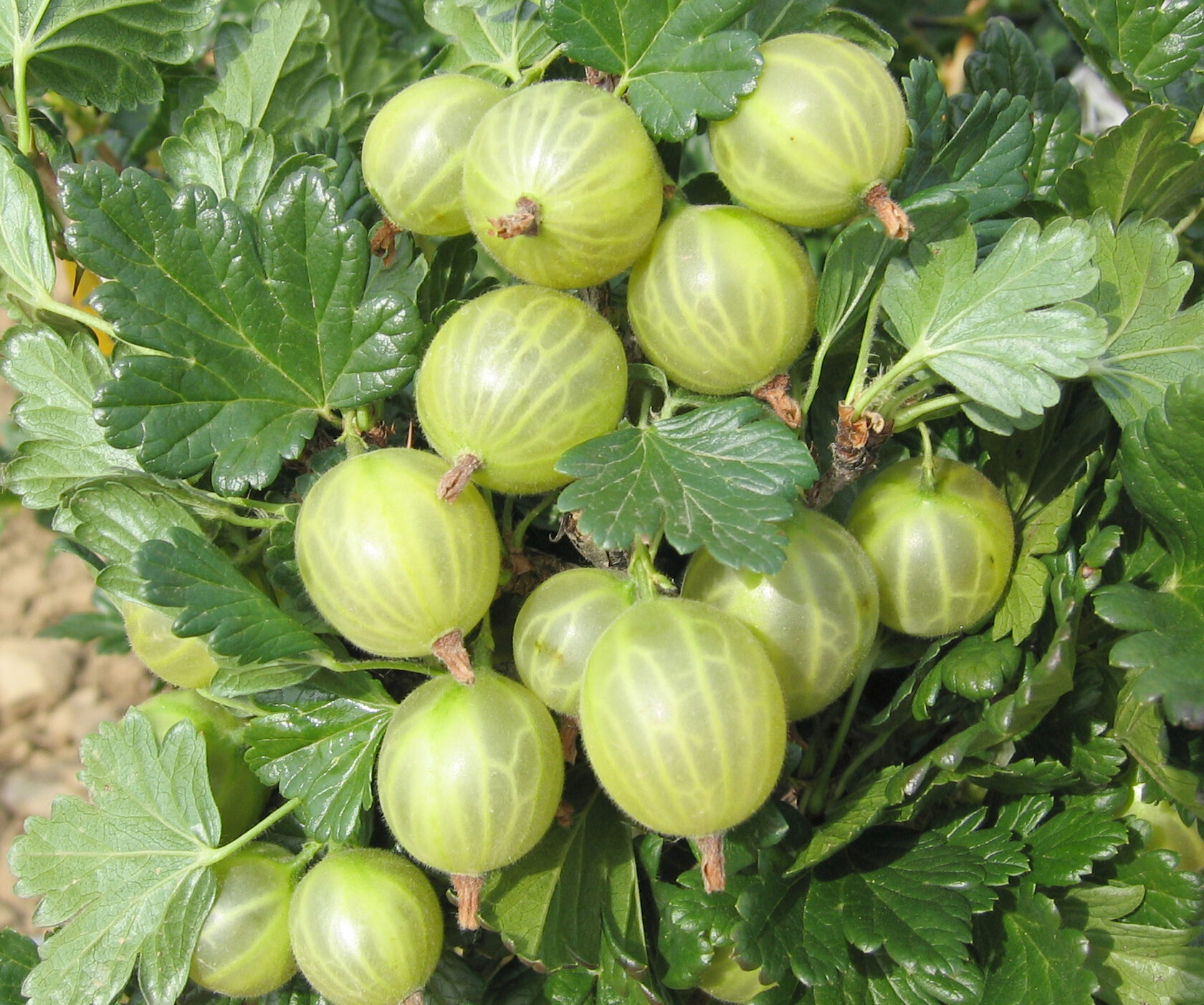 Bílý nádherný Fytos